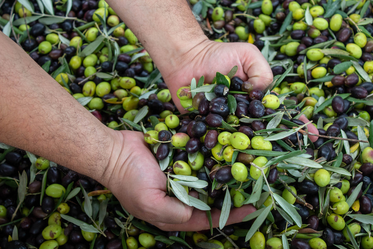 Perché l'olio extravergine pizzica in gola? La risposta è un buon segno