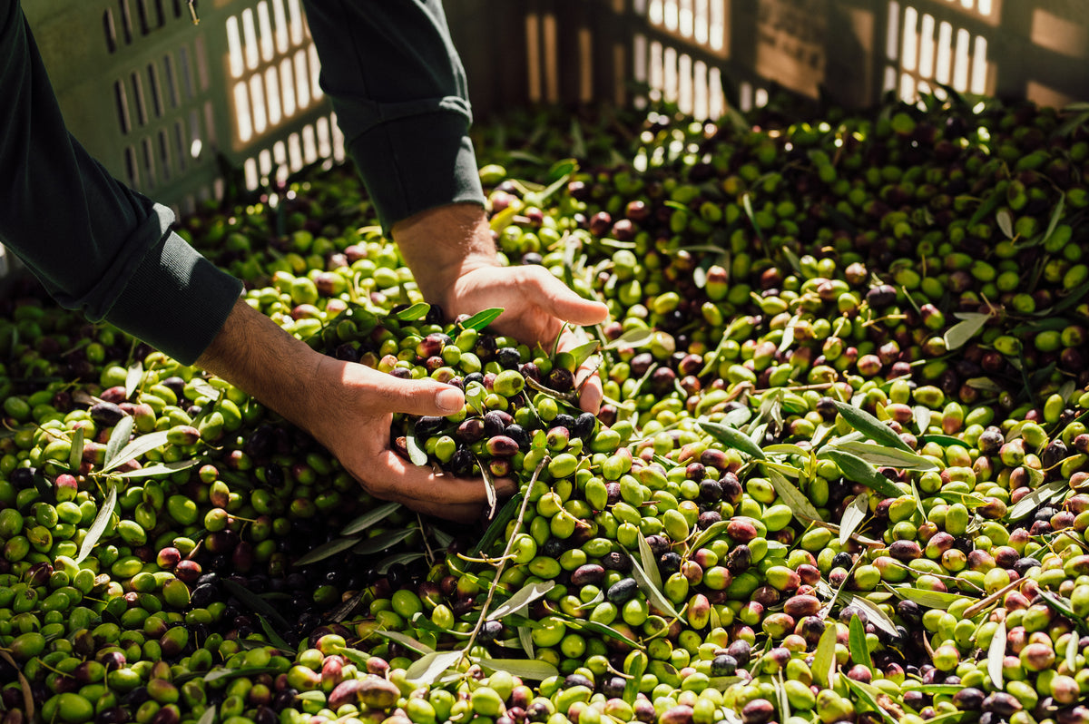 Il nostro Olio Extravergine di Oliva Biologico vincere il Gold Award al JOOP 2026